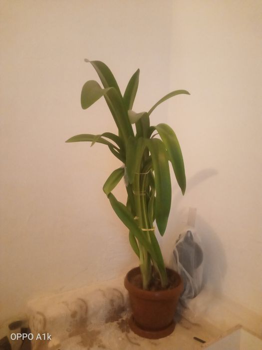 Бөлме гүлдерін сатамын