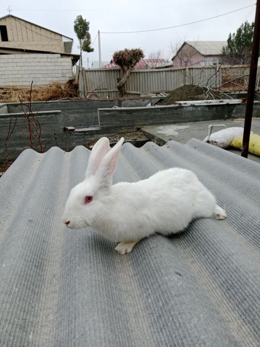 velikan quyon bug'uz