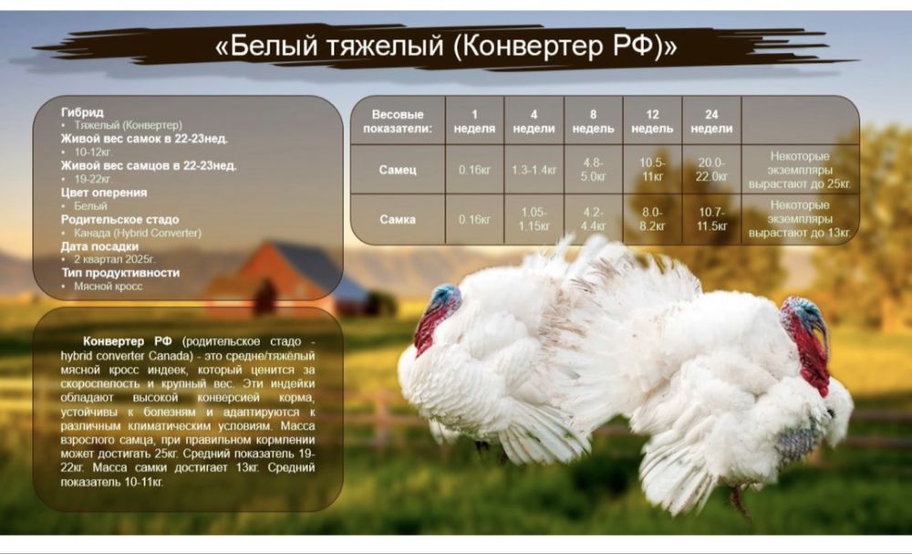 Индюк бронза 708