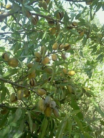 Бодом кучатлар 1 -сорт.  Нави килич ва олтиарик.