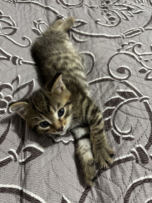 Котята 1 месяц. Девочка и мальчик.