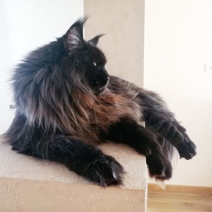 "ЧЁРНЫЙ БРИЛЛИАНТ" - Мейн Кун котята