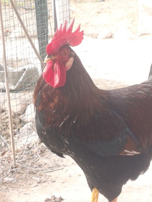 Петухи июньские.Домашние.