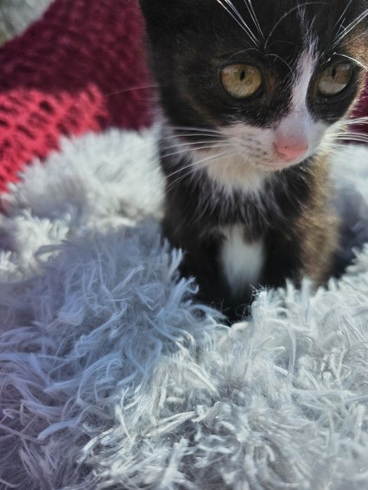 Котёнок мальчик.