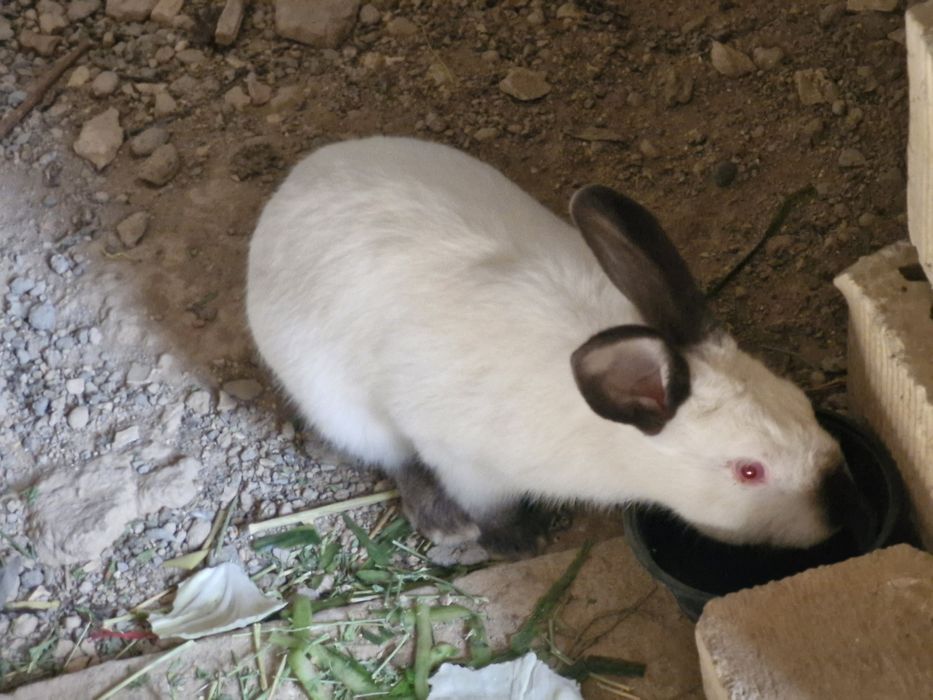 Toza evro kalif quyonimiz sotiladi sames