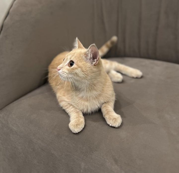 Котенок мальчик в добрые руки