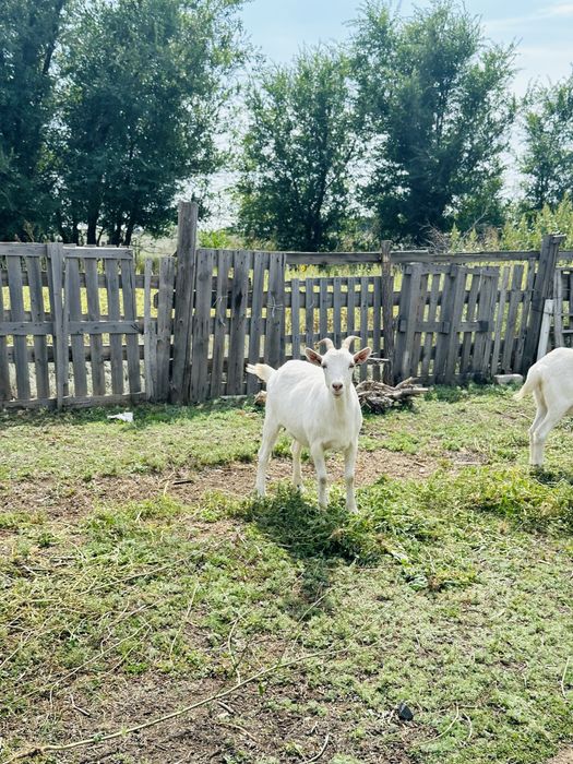 Продаются козы дойные