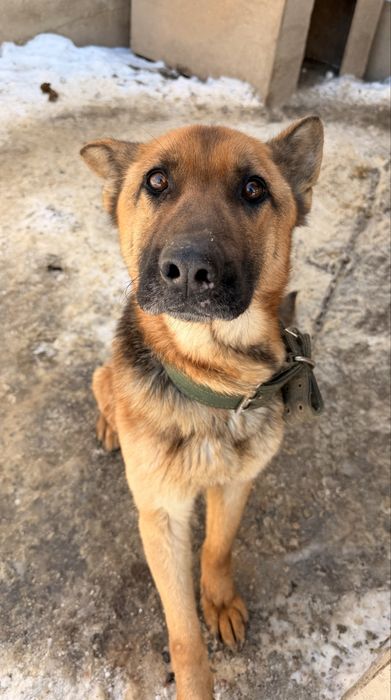 Немецкая овчарка