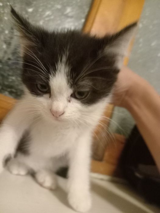 Котенок черно белый срочно!