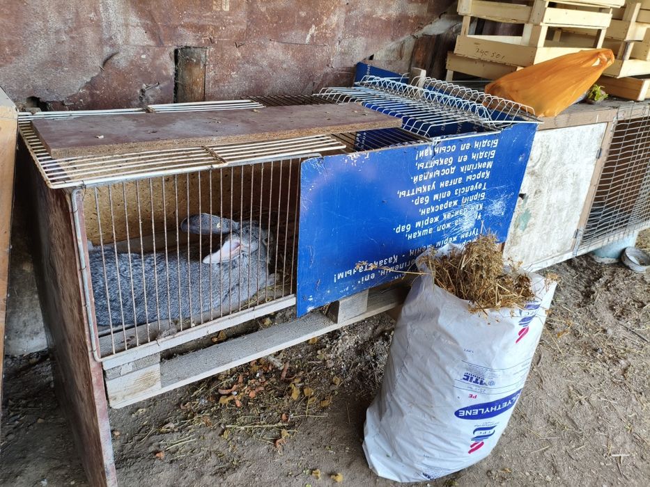 Кролики с клеткой