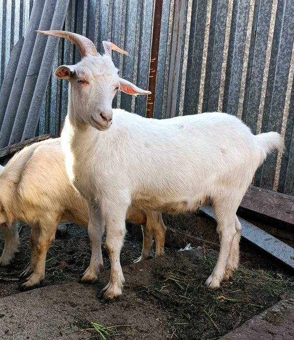 Коза Зааненская (молочная)