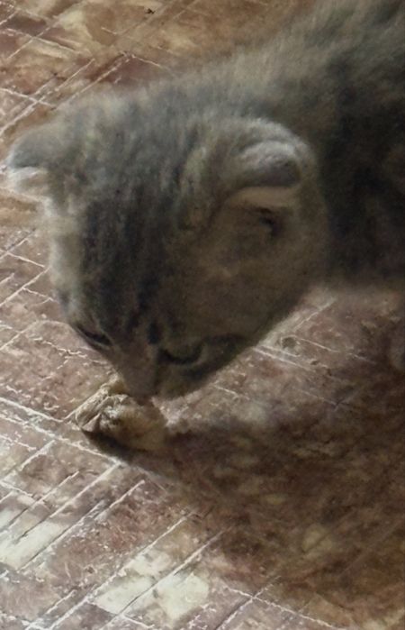Котенок шотландский вислоухий,