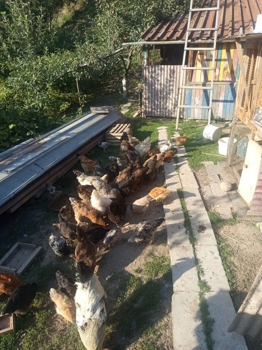 Продам курей домашние