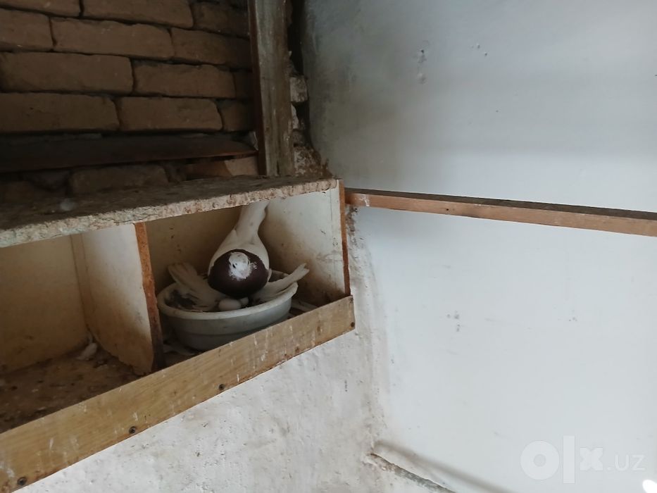 Копконлар  сотилади