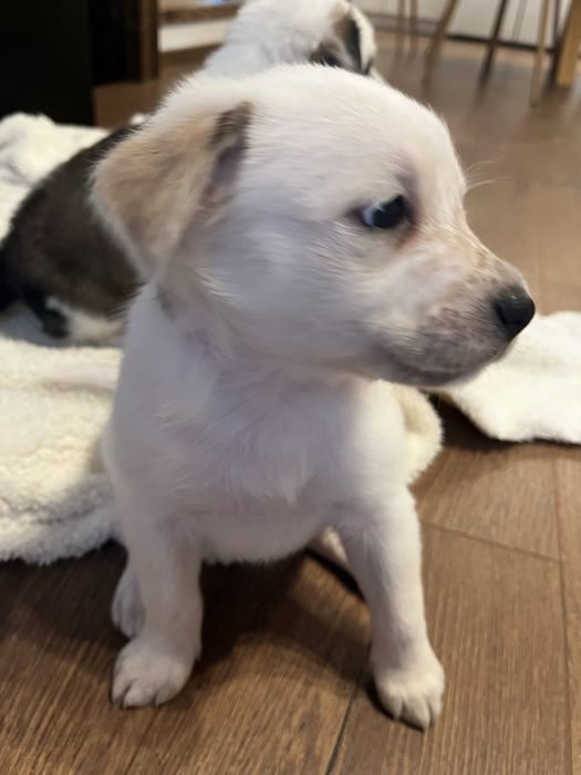 Подаряваме бебета кучета