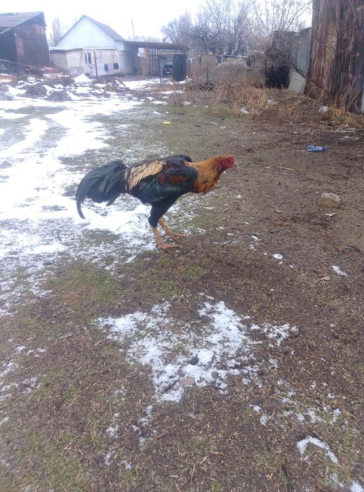 Продаются питух апрельский хороших кровей