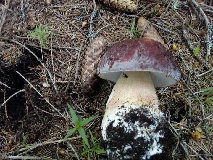 Първокачествена суха  борова манатарка!