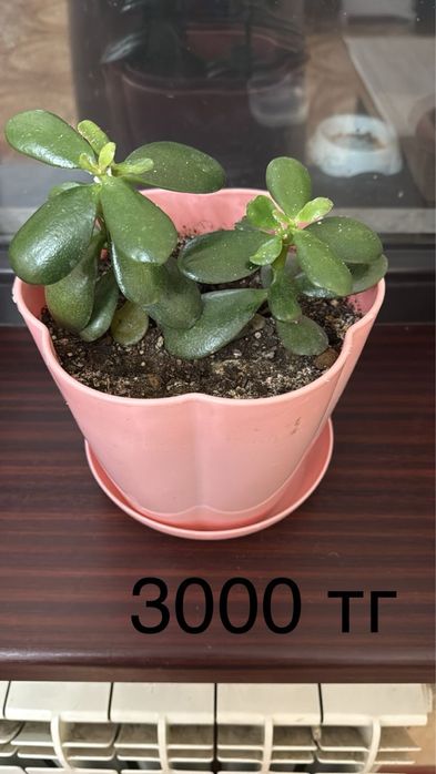 Комнатные цветы.