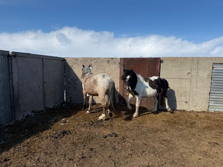 Айгыр ала . 5 лет .