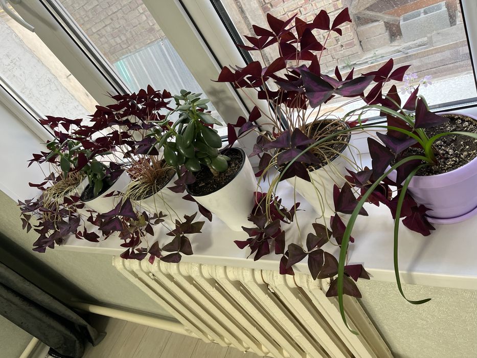 Цветы в горшках домашние