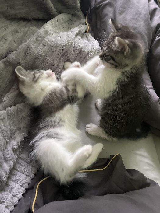 Котята 2 месяца,британцы!