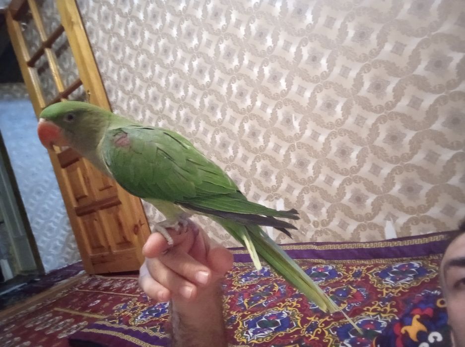 Александр папугай