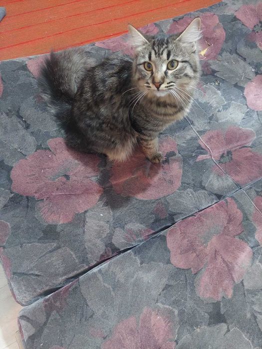 Предлагаю кошку в добрые руки