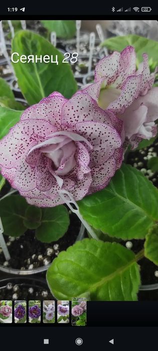 Глоксинии сортовые Комнатные растения