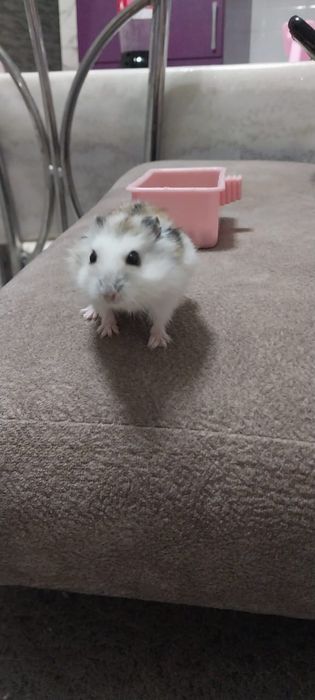 Продам хомяков , джунгарские