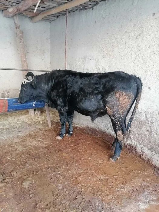 Chorva mollari quy va