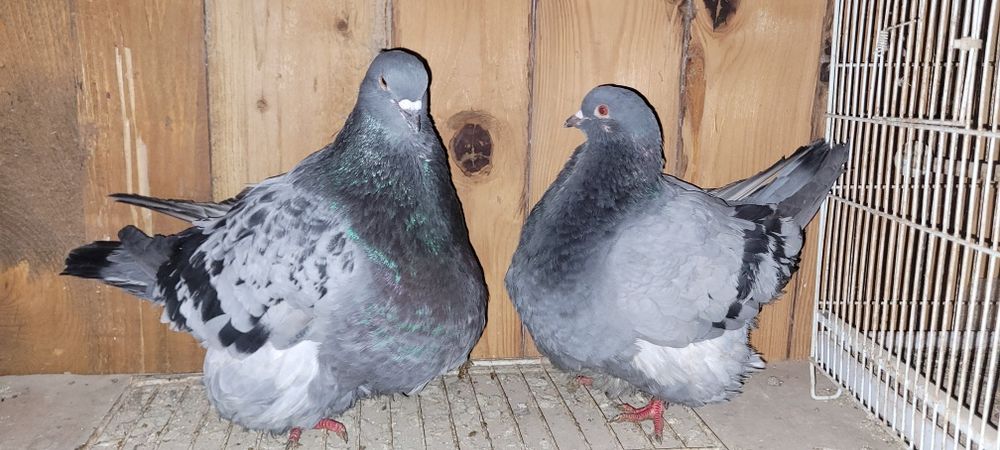 Porumbei mondaini francez