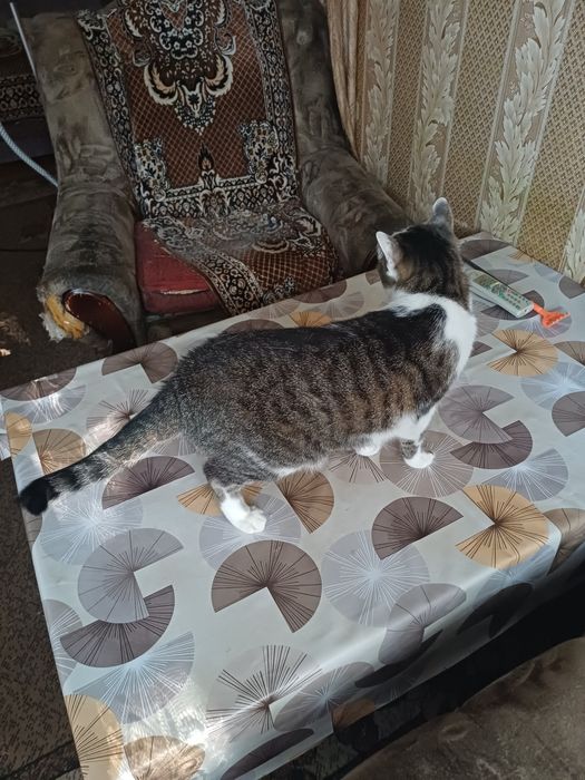 Отдам кота в добрые руки