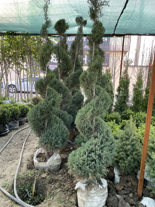 Archa  sotiladi harhil turdagi