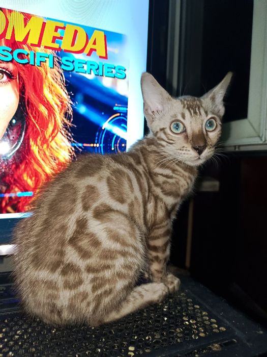 Бенгальские котята