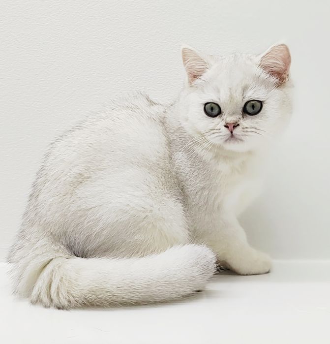 Котики  британские шиншиллы