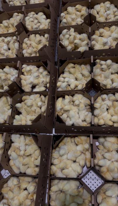 Суточные цвплята бройлера