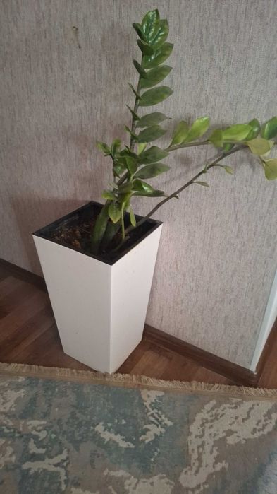 Комнатные цветы,