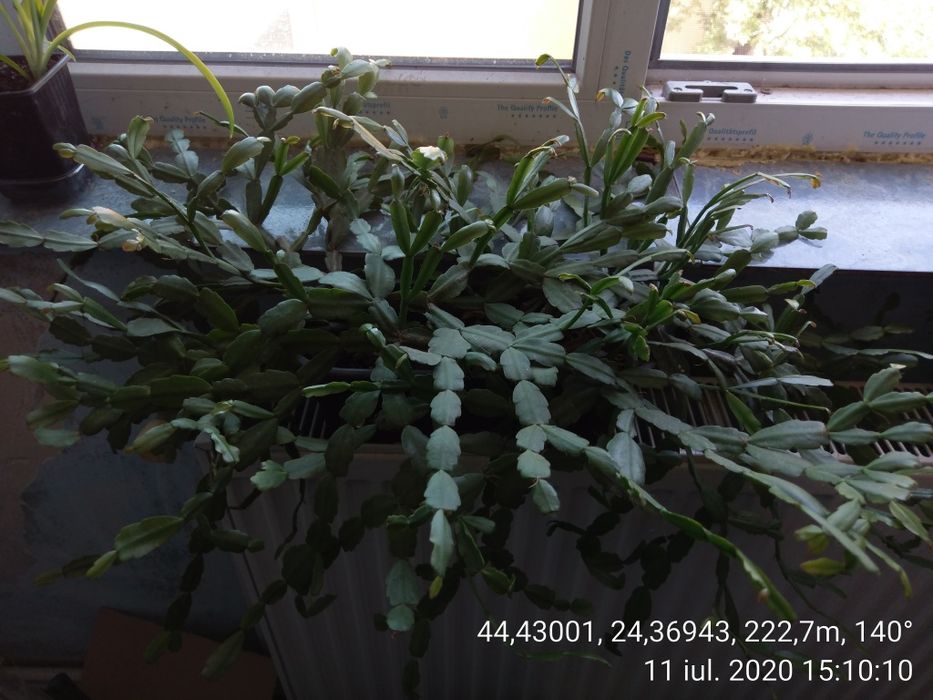 Plante de apartament, birou, gradină etc.