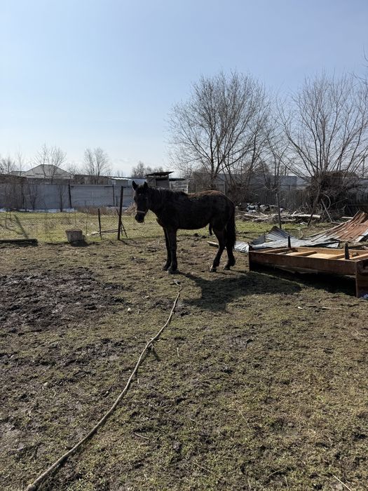 Продаеться лошадь