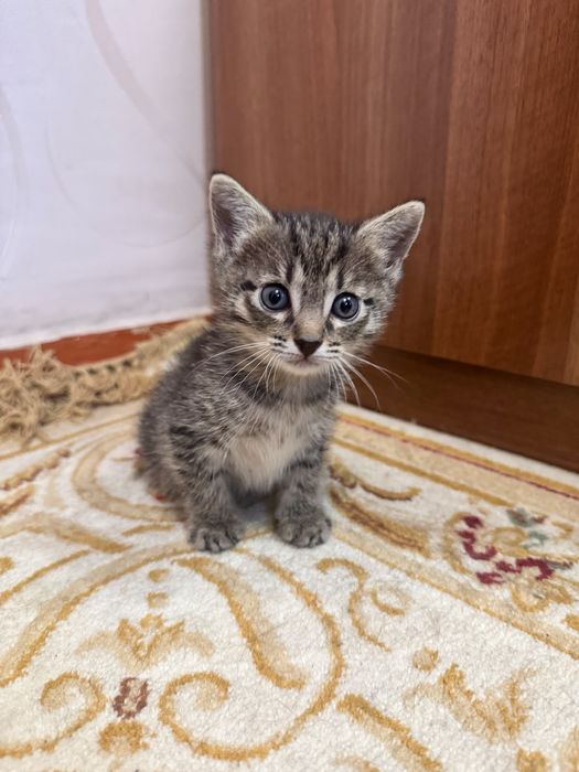 Отдаём котёнка в добрые руки