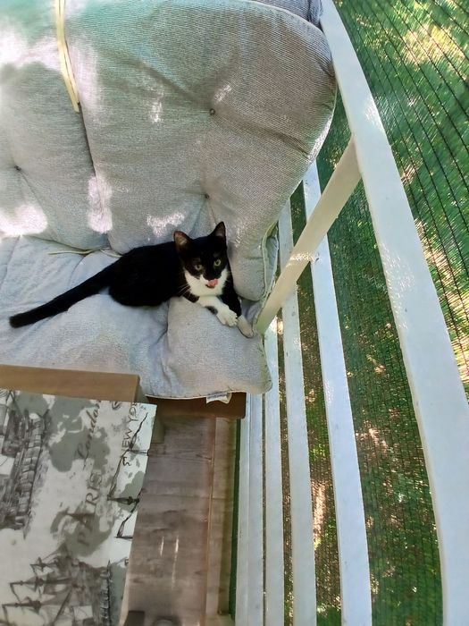 Подарява се котенце