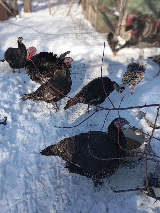 Продам индюков и индюшкк