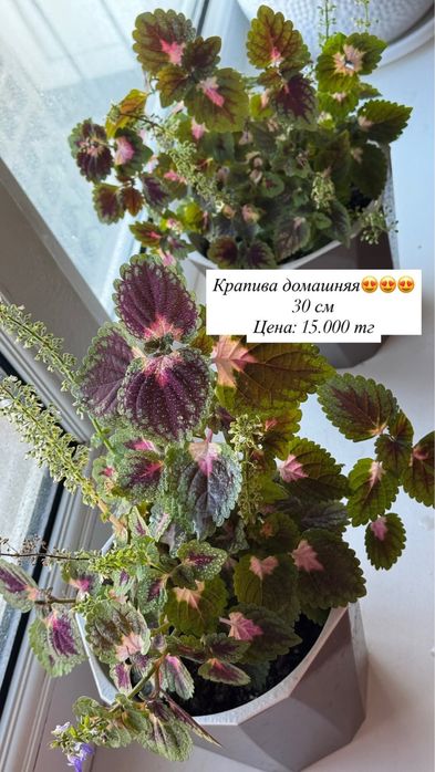 Продаю домашние цвет