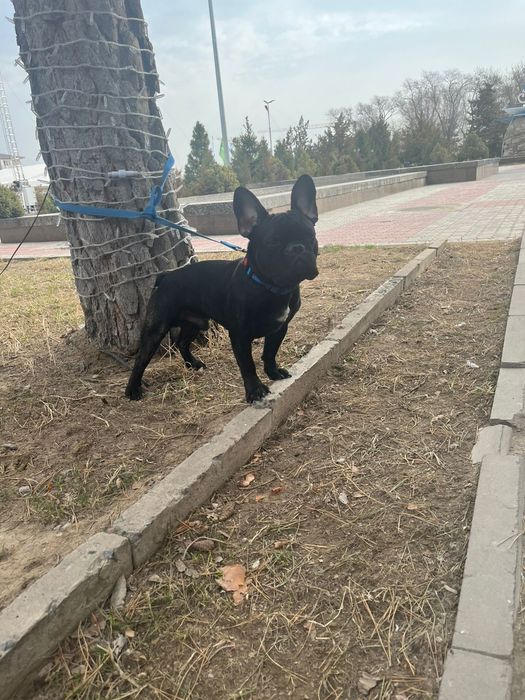 Вязка Французкого бульдога