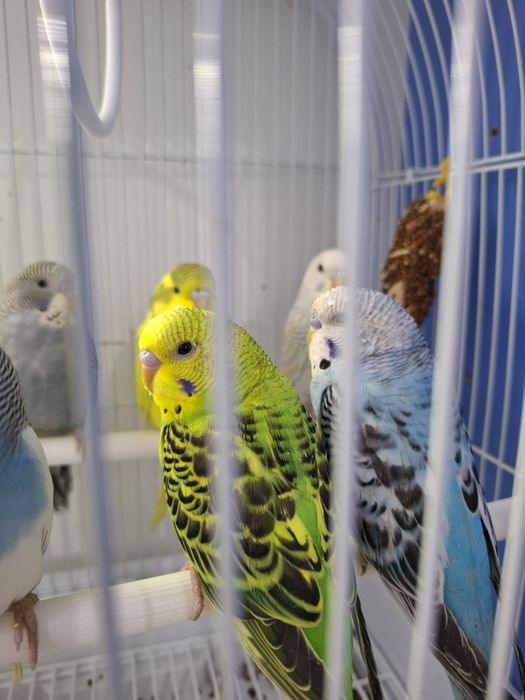 Волнистые попугаи