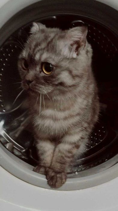 Продается вислоухий мальчик 5 месяцев