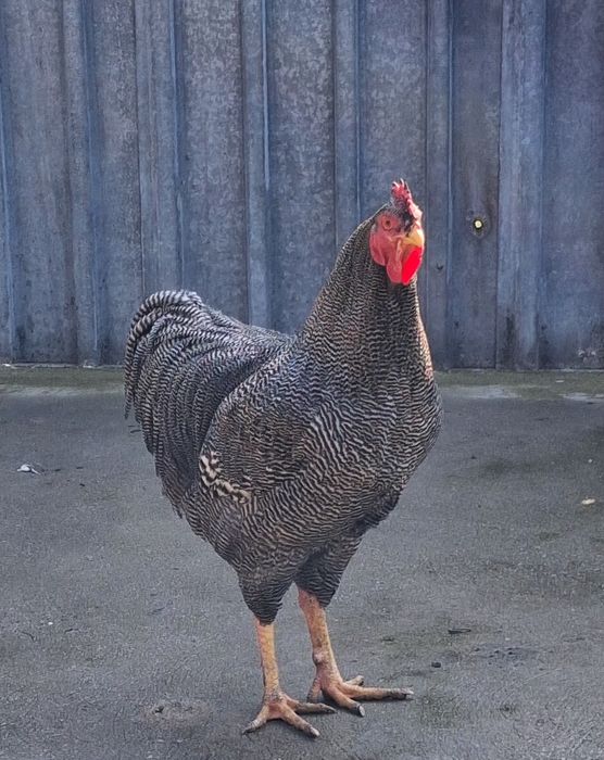 Ouă de incubat Plymouth