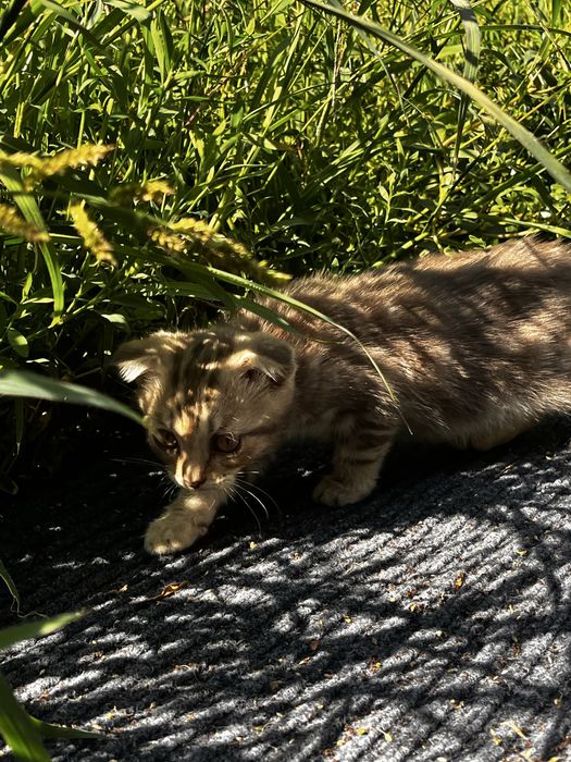 Шотландский котята вислоухие