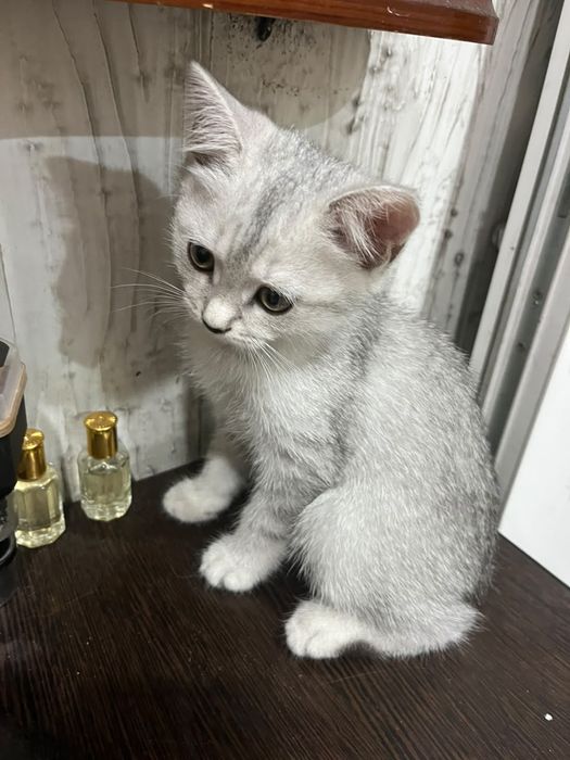 Продам шотландских котят.