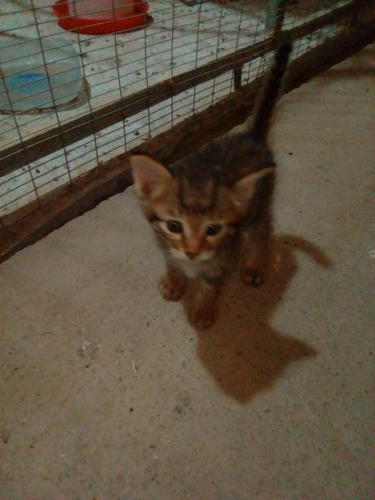 Котята цена договорная